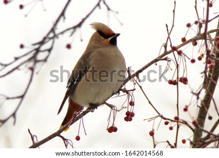 The Piper perched on a branch of berries. the tufted bird eats red berries in winter.