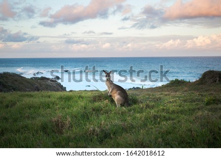 Kangaroo in the nature in NSW Australia