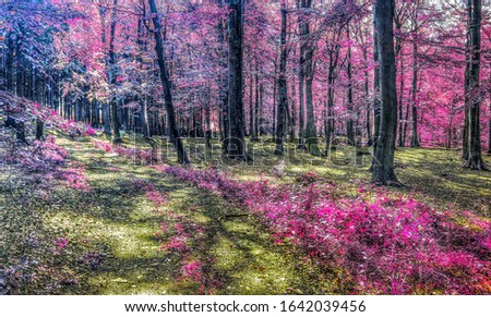 Beautiful infrared forest landscape in pink and purple colors
