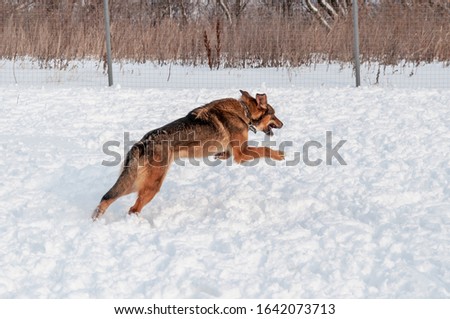 Big cute and beautiful red dogs play happily and cheerfully with each other, run and jump on the snow-covered area, enjoying a walk in the open air on a nice winter day