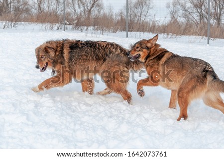 Big cute and beautiful red dogs play happily and cheerfully with each other, run and jump on the snow-covered area, enjoying a walk in the open air on a nice winter day
