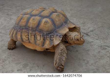 African spurred tortoise / sulcata tortoise (Centrochelys sulcata / Testudo sulcata).