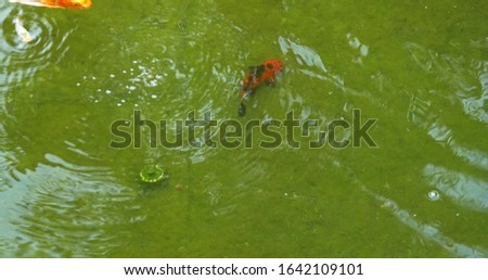 Top view of colorful fishes swimming in aquarium or artificial pond with air bubbles.