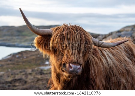 Highland Cows on the Coast of the Isle of Harris - Hushinish - Outer Hebrides - Scotland