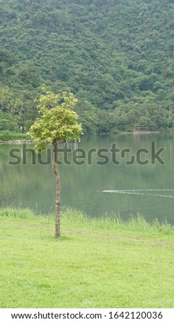 A small tree on the meadow beside the lake against mountain background.