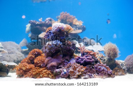 A beautiful coral reef shows a bunch of different colours.