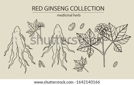 Red or panax ginseng root and berries with leaves for print, logo, label. Hand drawn vector graphic illustration set. Alternative chinese medicine, korean cosmetic, medicinal herb, food supplement.