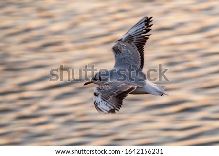 The grubby fisherman (Larus ridibundus) flying over Lake Ciurel