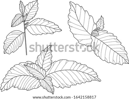 melissa or lemon balm leaves vector set