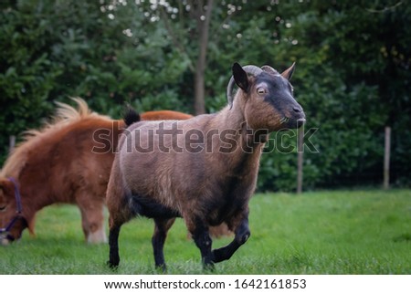 Goat farm animal close portret