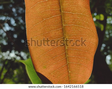 Close up of orange leaf texture background
