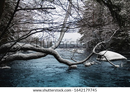 Moody cold winter tree on river