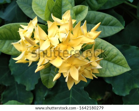 photo plant flower asoka yellow background image 