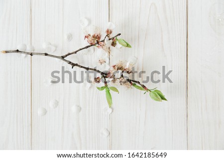White flowering branch with petals.White wooden background.Copy space.