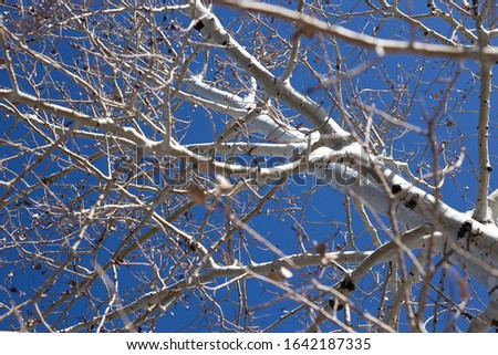 White-barked Aspen tree against deep blue winter sky
