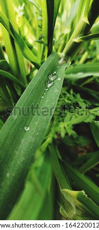 Fresh green grass with dew drops closeup. Nature Background
