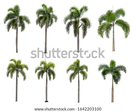 eight palm trees on a white background