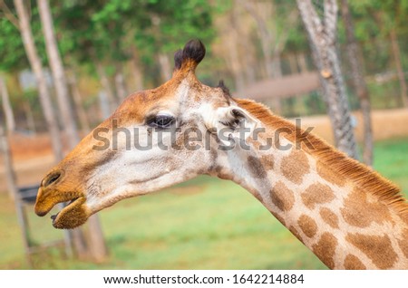 Face and head of giraffe in the zoo with nature background