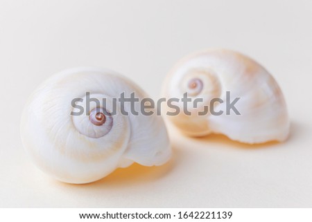 Snail shells close-up on a light pastel background. The concept of vacation, sea, summer, travel, decor.