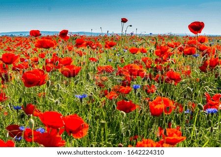 
red poppies, spring with a sunny day