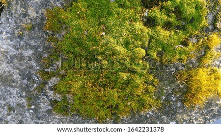 green moss on a concrete base