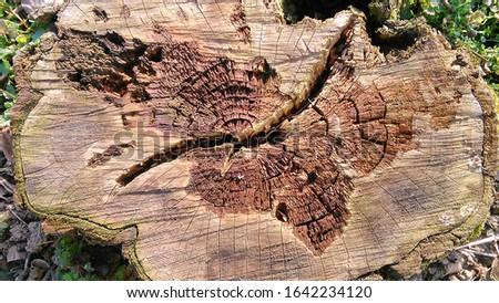 stump of old wood that has been cut off