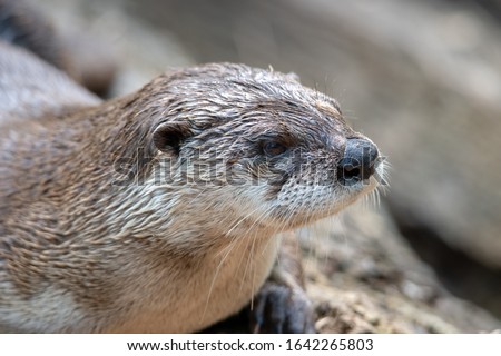 A close up shot of a brown river otter.