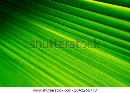 
light green palm leaf in the sun. background