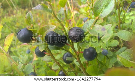 Wild blueberry bushes with big blue berries