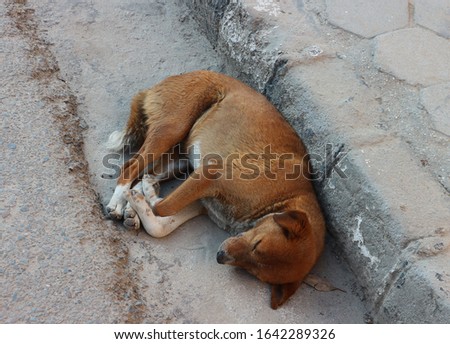 
Homeless dog lies on the side of the road
