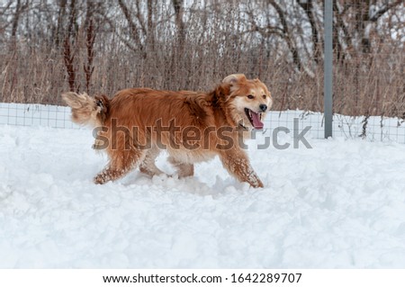 Big cute and beautiful red dog play, run on the snow-covered area, enjoying a walk in the open air on a nice winter day