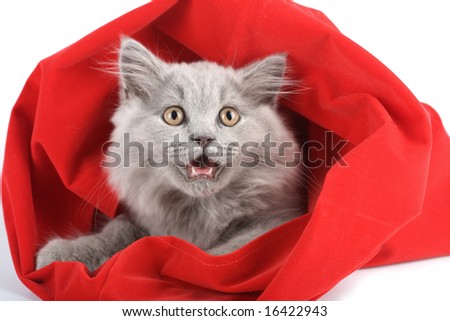british kitten in red bag isolated