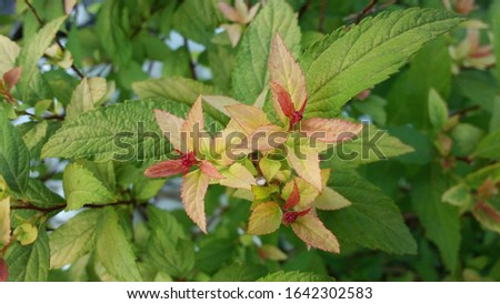 japanese spirea young leaves gold flame golden beautiful bush young yellow orange leaves
