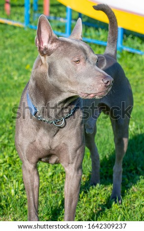 Thai Ridgeback - Also known as TRD and MahTai, is the national breed of Thailand.
