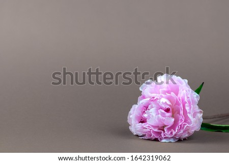 Beautiful pink peony on a gray background, minimalism concept, place for text. Greeting card.
