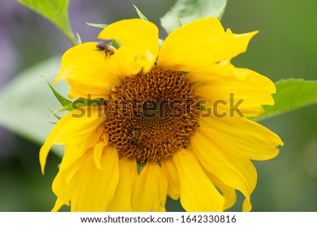 Sunflower with a bee in the summer garden