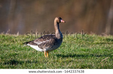 Wild goose (anser anser ) on the lake
