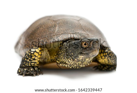 European pond turtle, Emys orbicularis, in front of white background