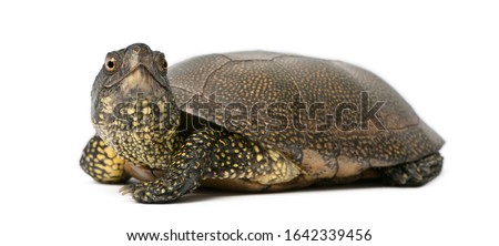 European pond turtle, Emys orbicularis, in front of white background