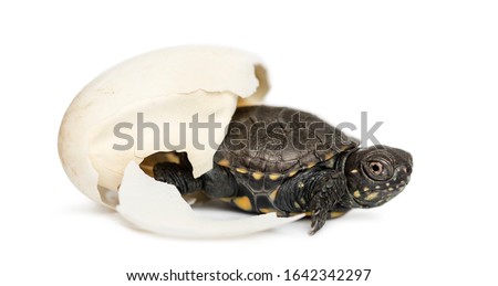 European pond turtle, Emys orbicularis, next to the egg from which he hatched out, 2 days