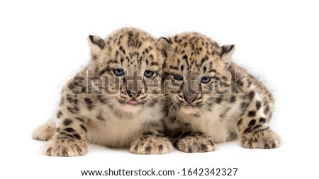 Two Snow Leopard cubs, Panthera uncia, 1,5 month