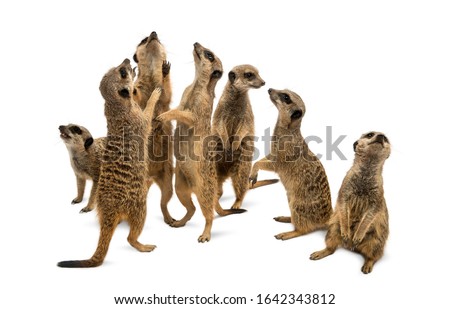 Meerkats mob, Suricata suricatta, isolated on white