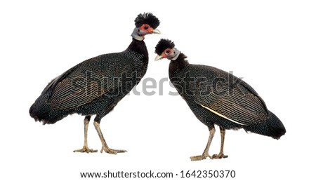 Side view of two Crested Guineafowls facing each other, Guttera pucherani, isolated on white Royalty-Free Stock Photo #1642350370