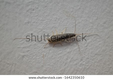 on a white wall crawls a brown paper fish insect 