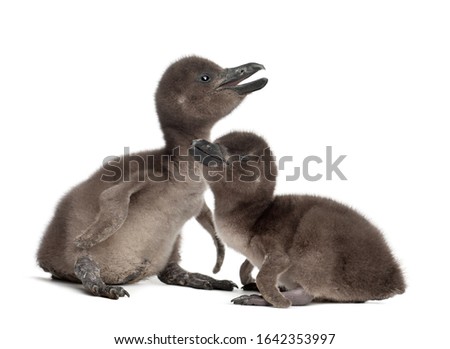 African Penguins, Spheniscus demersus, 3 and 5 days old, against white background