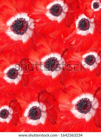 natural background with vibrant colors flowers isolated in color background 