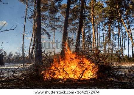 big bonfires or campfire burning in  the winter forest on sunny day. Fire in nature.