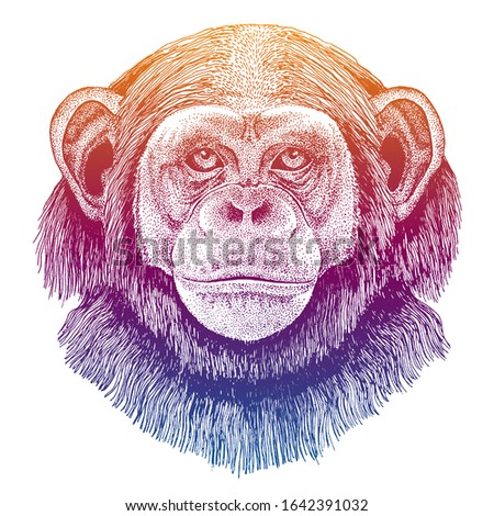 Chimpanzee, monkey. Hand drawn illustration for tattoo, emblem, badge, logo, patch t-shirt.