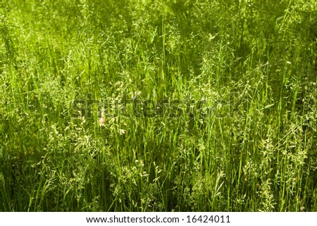 sunlit wild green grass background