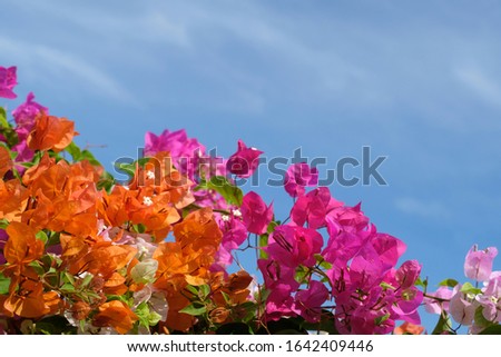 Beautiful  blooming bougainvillea flower ( fence) in bright orange, pink, white and pastel pink colour. Blue sky and thin white cloud background. Summer and exotic tropical blossoms.